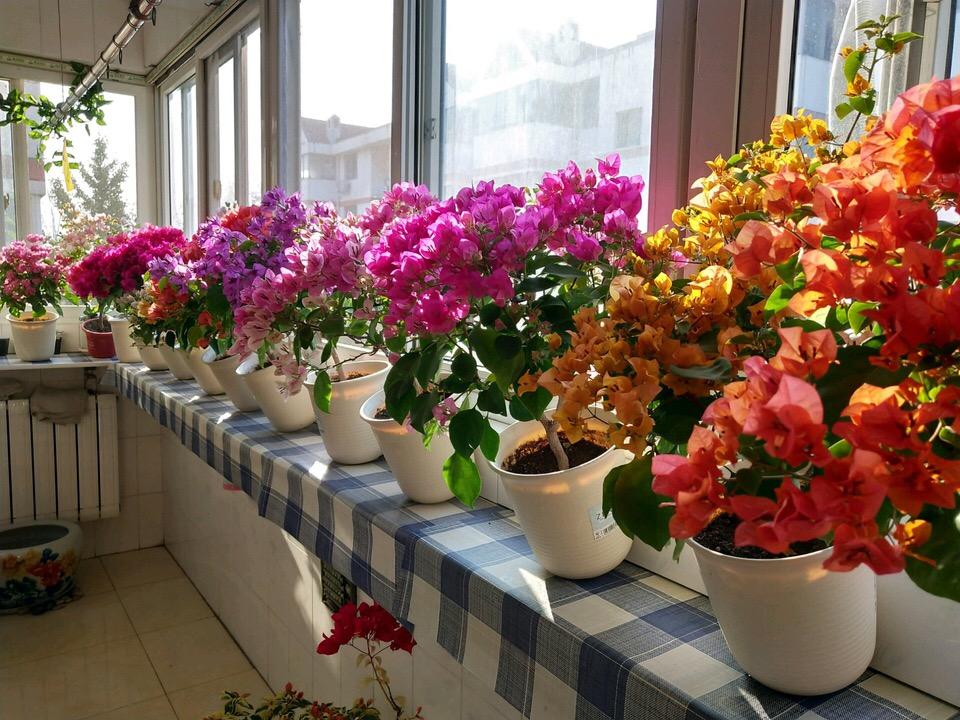 阳台养这3种花, 1月喂点“它”, 开花200天, 家里开成“小花园”