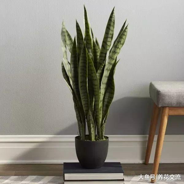 新手家里的这7种室内植物没法养死, 不用怎么管理的花卉