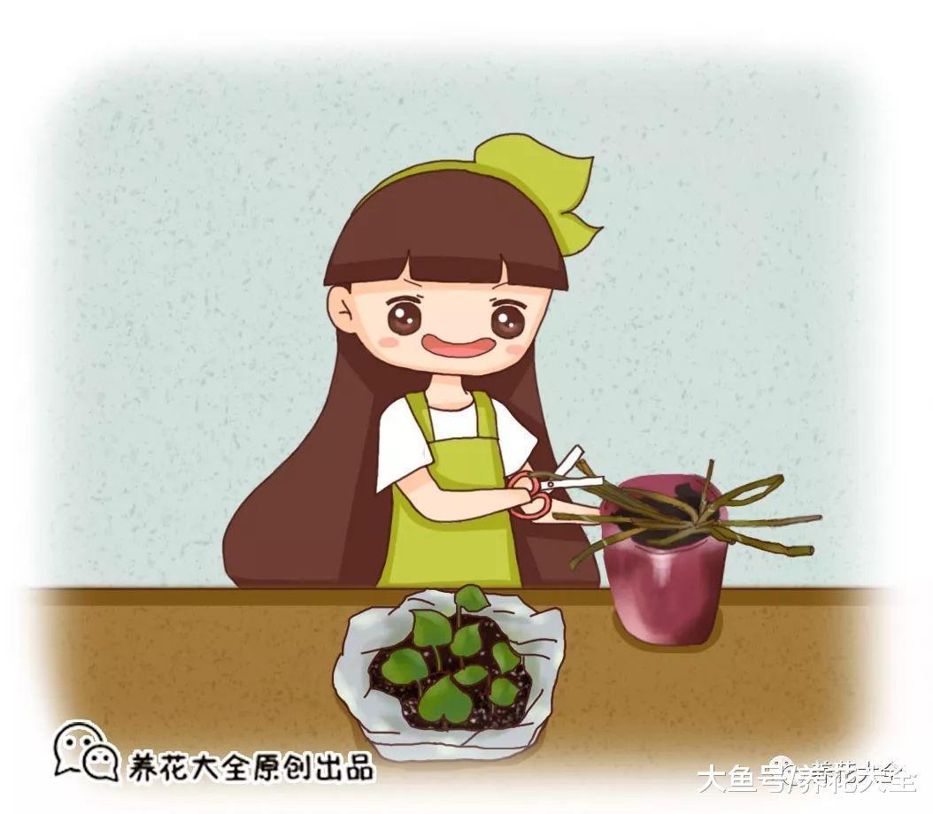 绿萝黄叶了别扔, 把它们留下种起来, 明年又是新的一盆!