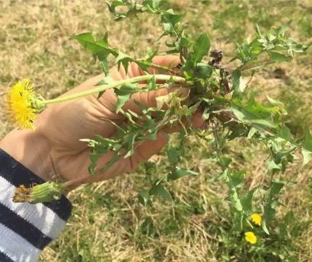 口干、口苦, 或许是肝出了3种问题, 养肝护肝坚持用“它”泡水喝