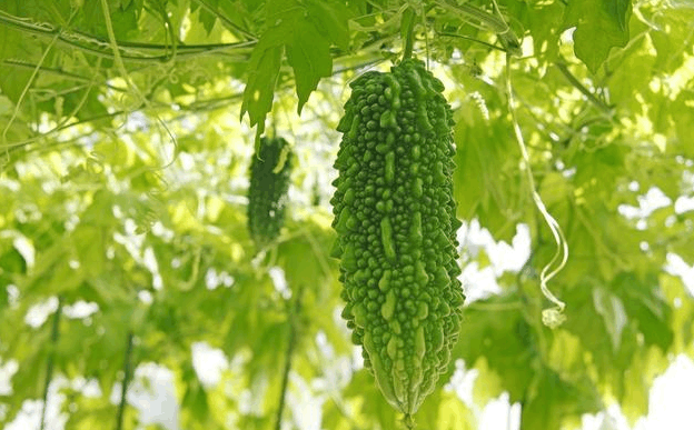 耳朵瘙痒是糖尿病的一种很常见的表现, 可惜大多数人不重视!