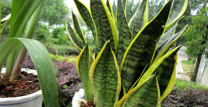 叶子干尖多半是缺营养, 盆底铺一层它, 虎皮兰长成大高个!