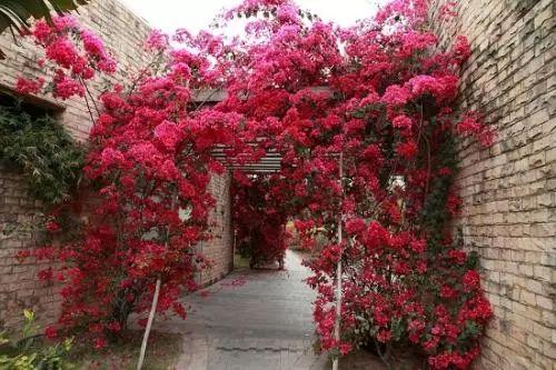 三角梅落叶, 掉花离不开这些原因! 这样处理才能开花长久叶片长绿!