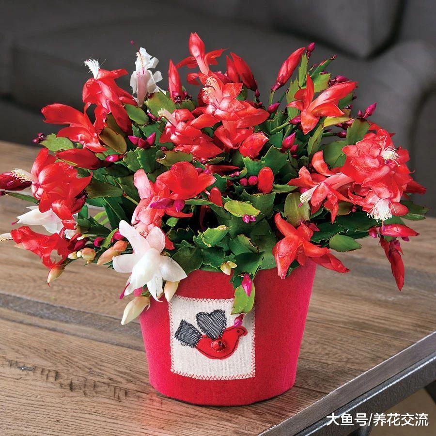 蟹爪兰开花之后掌握这几个技巧, 让它花朵保鲜更久