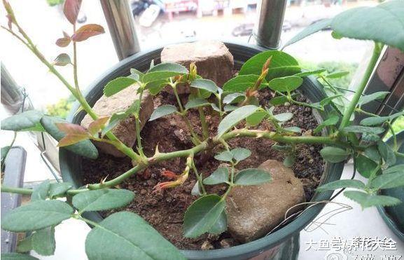 月季兰花轻轻掰一下, 10天冒小芽, 1个月就爆盆!
