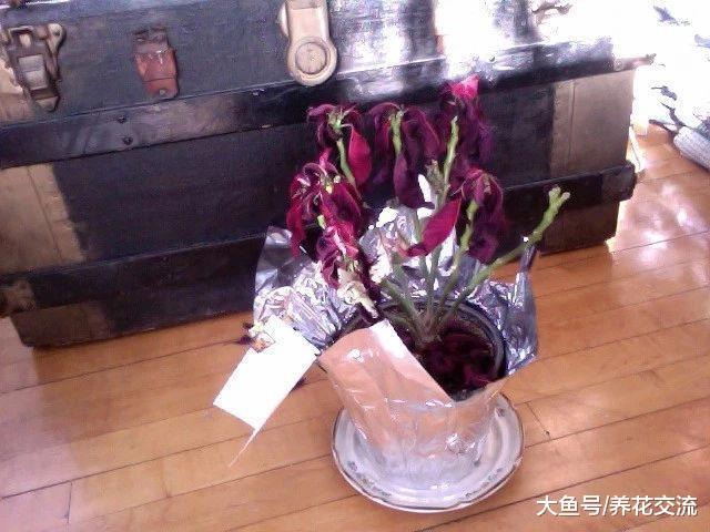 快要挂掉的一品红, 用这些技巧养一下就能重新上色