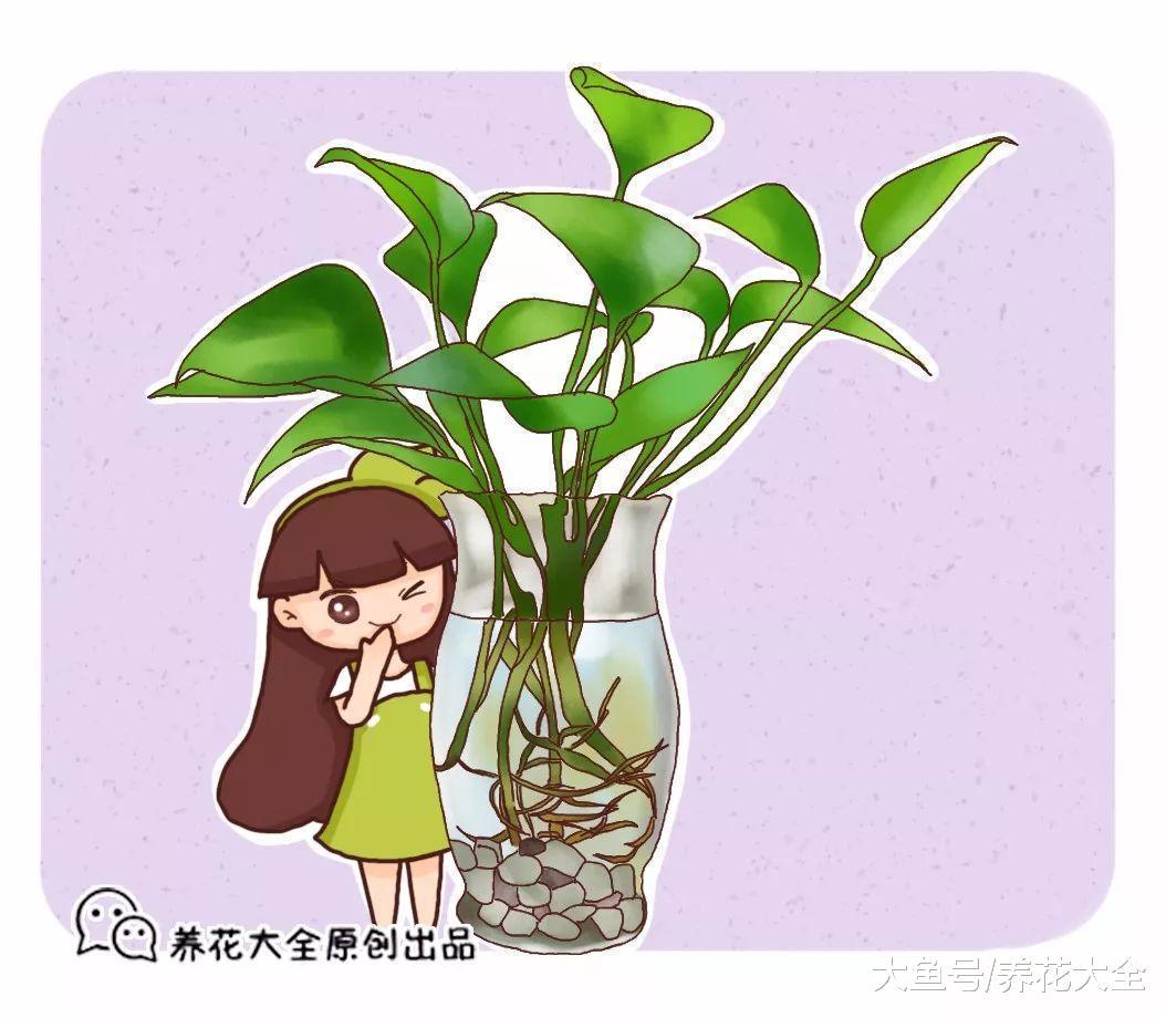 教你怎样水培吊兰, 不仅生根快, 叶子还能绿油油!