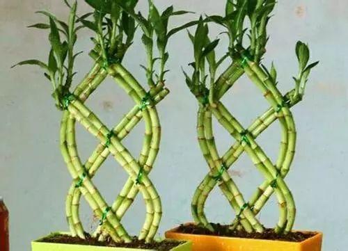 富贵竹造型在家做, 用绳子一捆绑, 简单搞定葫芦形!