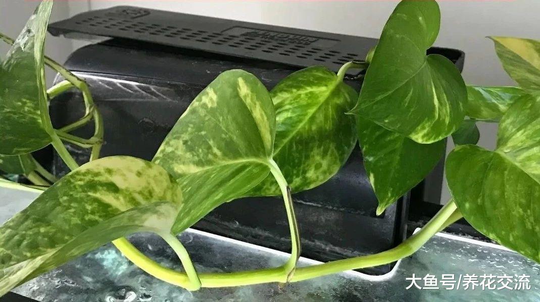 办公室遍地都是绿萝, 用这种方法繁殖看起来就变得清新