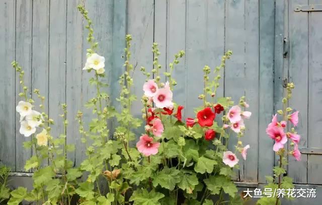 特别适合栽种在院子里的11种观赏花卉, 让家门前变小花园