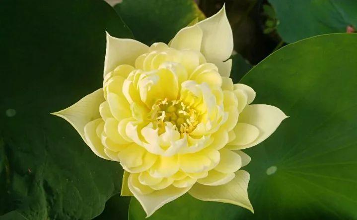 这6种佛教圣花, 家里养一盆, 省事又好看!