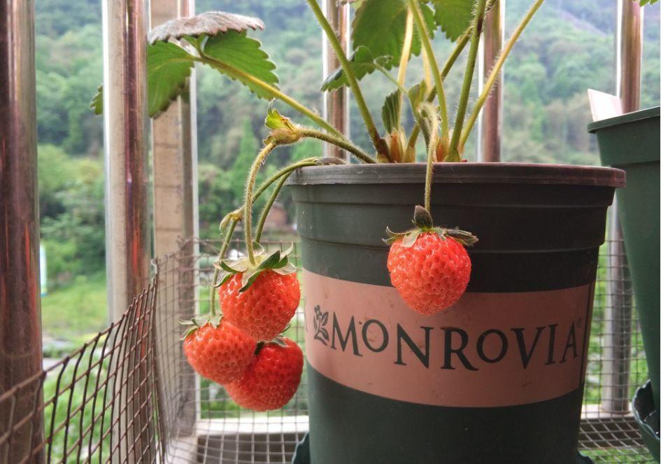 夏天施肥不能停, 浇水加点料, 根肥叶绿花呼呼开!