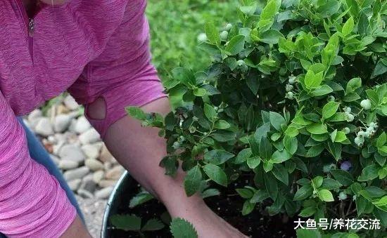 在一个大花盆里适合栽种哪些盆栽水果呢?