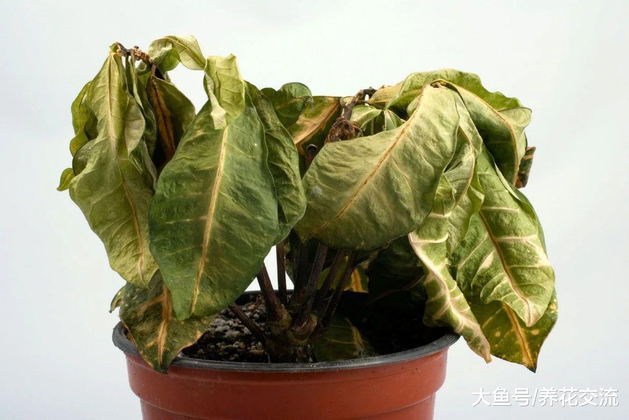 盆栽植物叶片突然变成褐色, 突然死亡是什么原因?