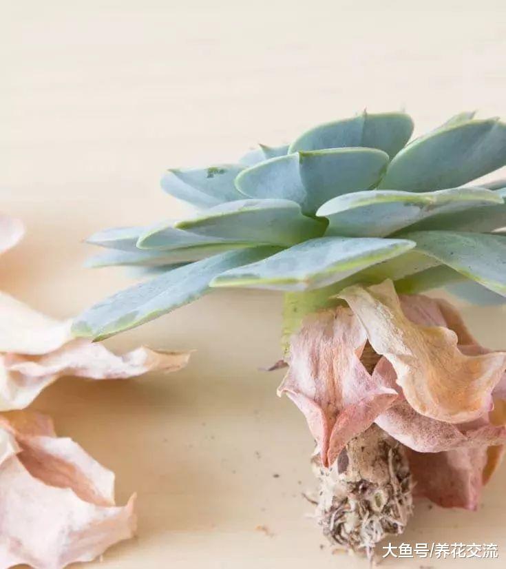 将多肉植物养死的七大原因, 你做错了哪一点