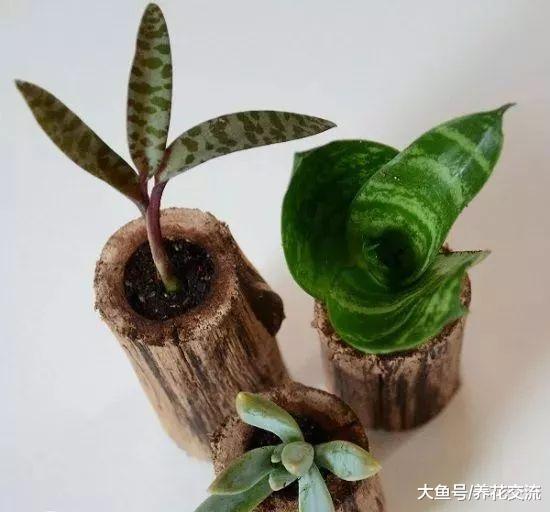 花友制作的10个用木头制作的多肉植物盆栽, 木桩变植物景观