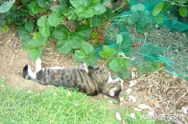 防止小猫和小狗糟蹋花卉植物, 下面这些方法都是特别实用的