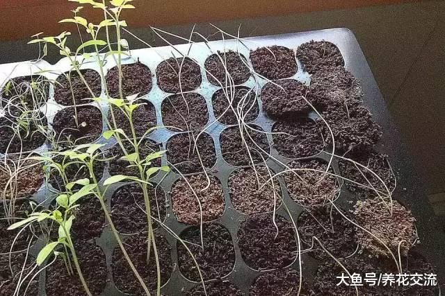 为什么播种繁殖长出来的幼苗枝叶徒长, 杆总是倒下来?