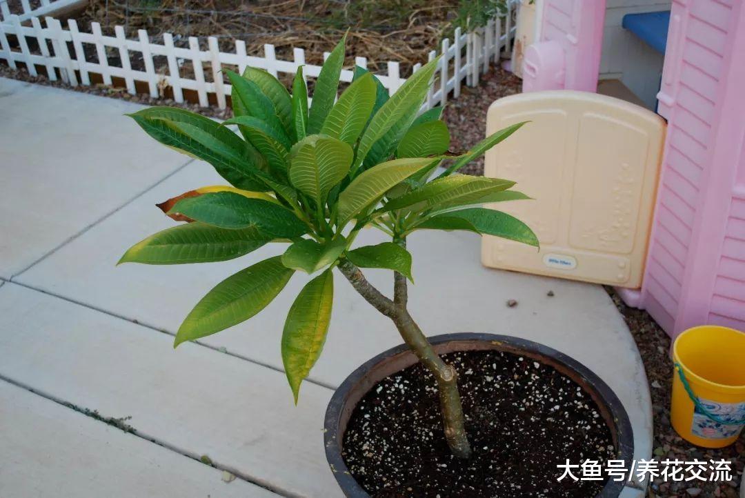 北方的花友用花盆种出热带的鸡蛋花, 养在阳台上也能每年开花