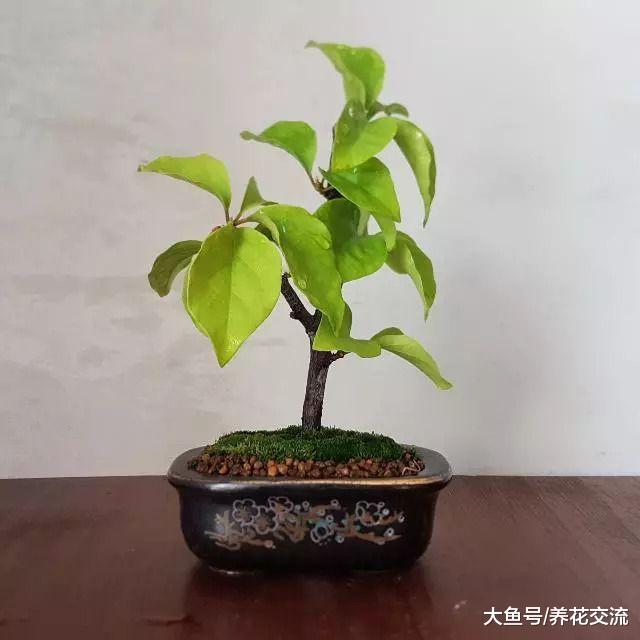 你的三角梅用枝条扦插繁殖不成功, 这几点做好了没?