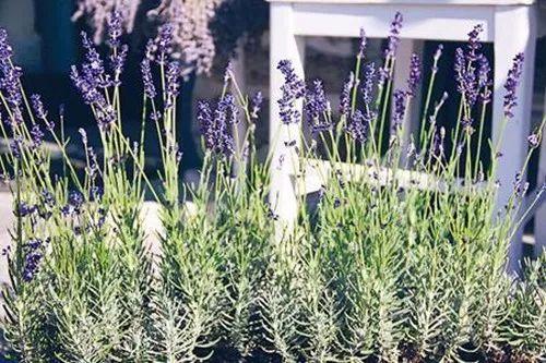 养殖几盆香草植物, 相当于将“活的”香气带回家!