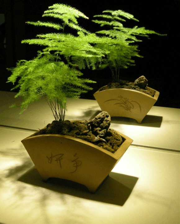 “流感”最怕这3种花, 养一盆在家里, 病菌走光光, 健康!