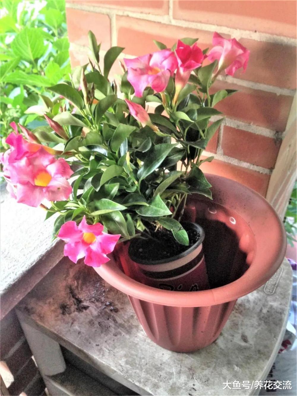 轻松爬满整面墙的粉色飘香藤花, 在花盆里也能生长旺盛