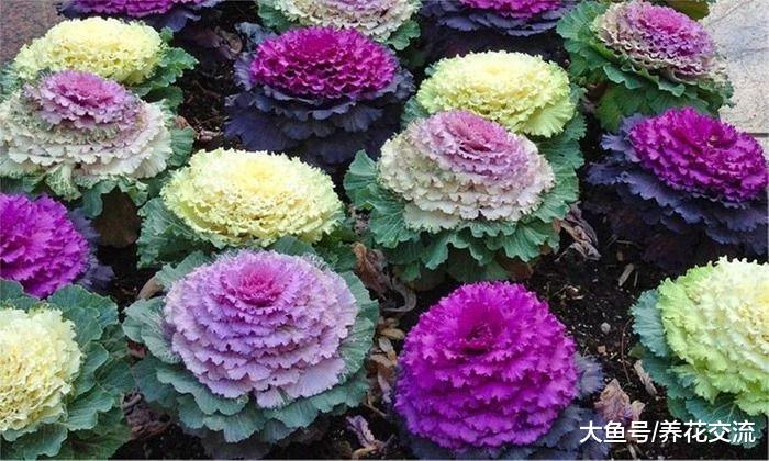 极其耐寒的羽衣甘蓝, 味道不好但比平常的花朵还好看