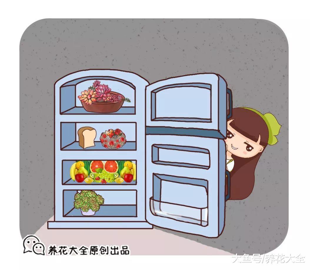 多肉塞到冰箱里, 最后越变越红, 砰砰爆出5个头!