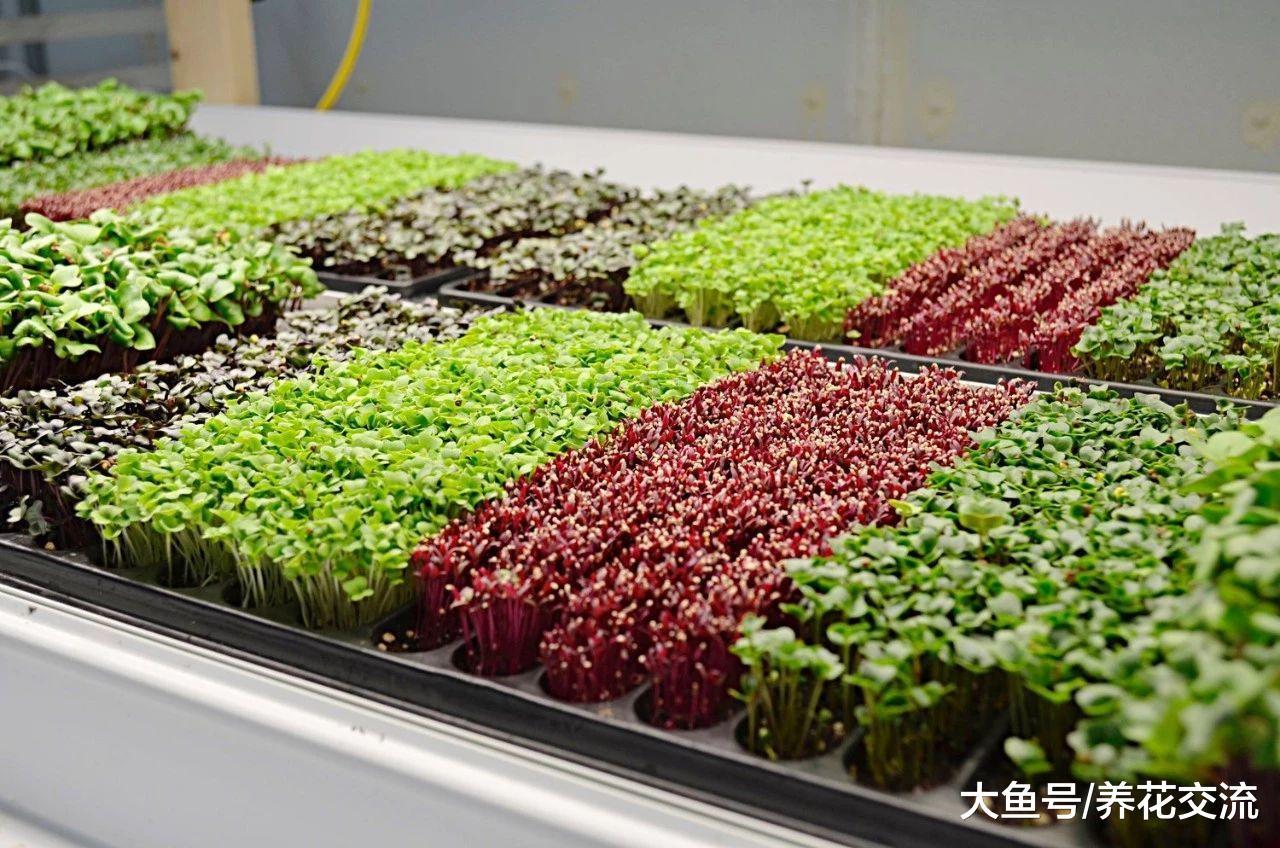 两种可以种在窗台上的可食用盆栽蔬菜, 一周就能收获