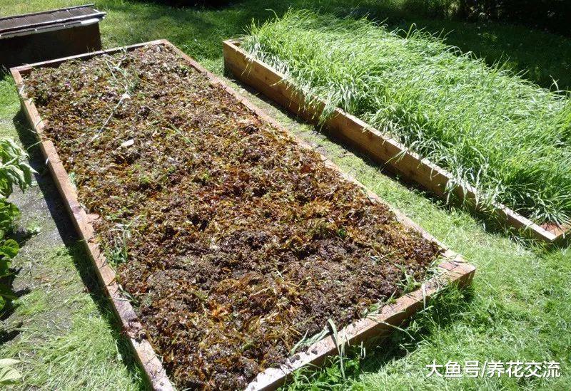 没想到海藻也能用来制作养花的肥料, 夏天的时候特别有用
