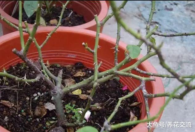 养护月季花夏季最容易出现的七个病虫害, 新手要这么解决这些难题