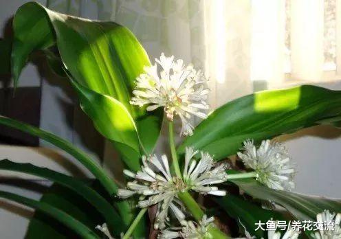 给室内常见几类植物的浇水技巧, 再不怕植物水多挂掉