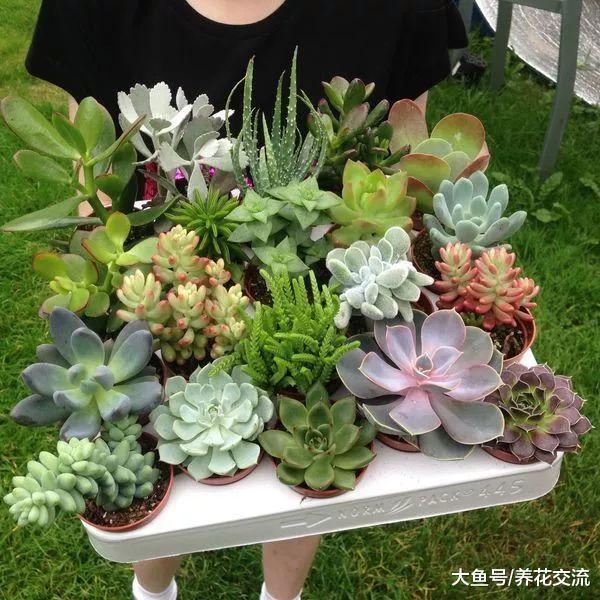 夏天避免经常浇水才能养好的多肉植物, 你需要掌握几个技巧