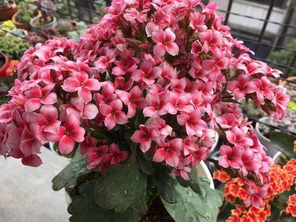 长寿蟹爪兰这么浇水, 叶子胖成球, 开花100朵!
