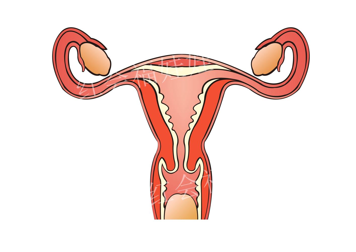 女性子宫内膜薄, 需要怎么调理呢?
