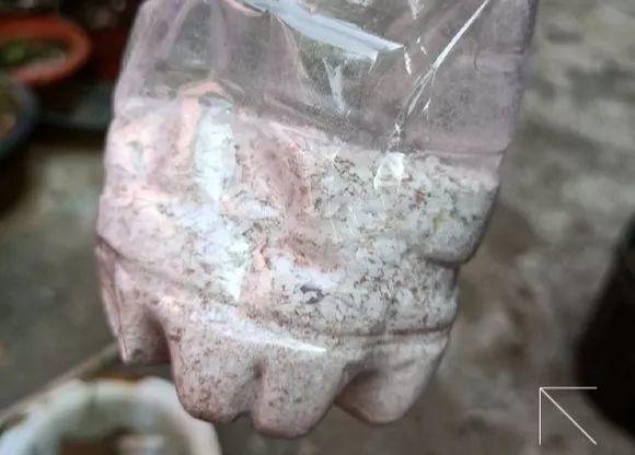 盆里撒一把过冬肥, 根壮不怕冷, 新芽蹭蹭窜!