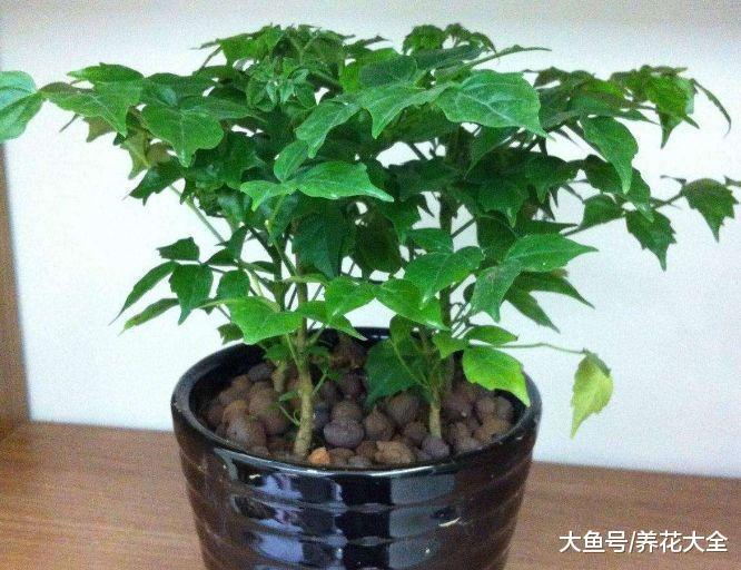 浇花水里兑点这种料, 1年不用施肥, 赚大了