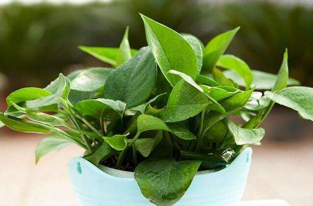 绿萝常黄叶, 喂上勺“废水”, 半个月黄叶返青, 绿汪汪!