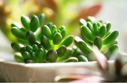 多肉怎么水培? 到底是水培的多肉好? 还是土培的多肉更强壮呢?