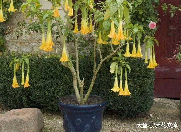 曼陀罗花为什么不太适合养在有宠物或小孩的家庭?
