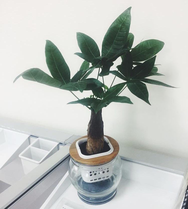 发财树冬天叶子发黄, 只要做好1点, 乐乐呵呵过冬季