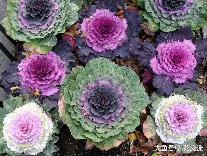 极其耐寒的羽衣甘蓝, 味道不好但比平常的花朵还好看