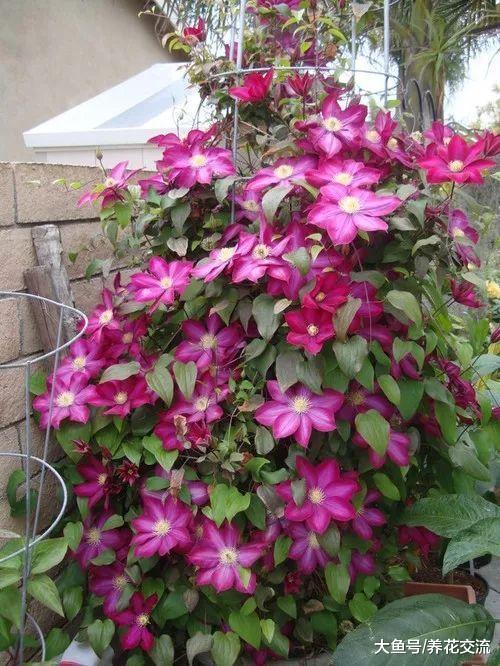 想要养出漂亮的爬藤铁线莲, 你需要掌握这几个技巧