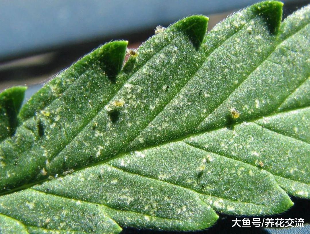 家里养的植物很容易感染红蜘蛛, 可以用这些方法防治