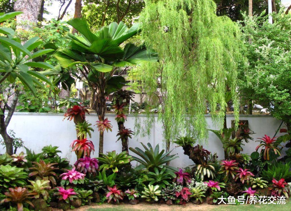 这些花卉都很适合养在树荫下, 能够长成特别灿烂的花坛