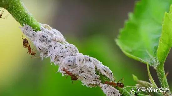 快速摆脱粉蚧虫几个小技巧, 为啥家里的盆栽植物容易长粉蚧?