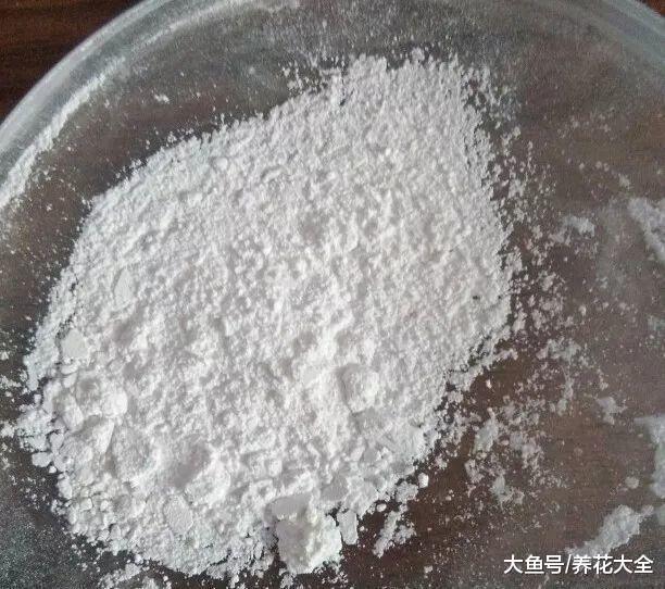 用啤酒来养栀子花, 叶子变得绿油油, 比花肥还管用!