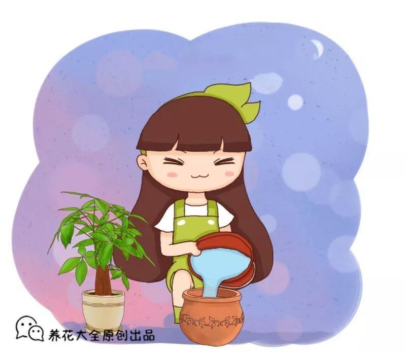 家里的花养不活? 懒人盆别乱用, 不然烂根又黄叶!