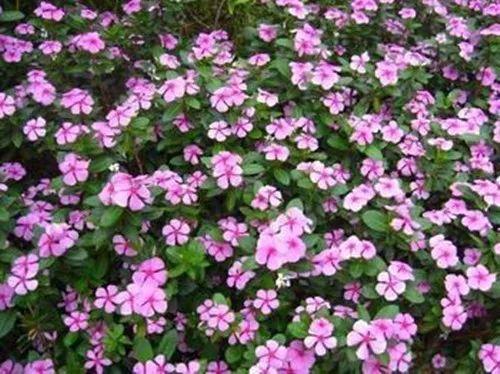 不同的季节应该种植什么花卉? 什么花卉适合春夏种植?